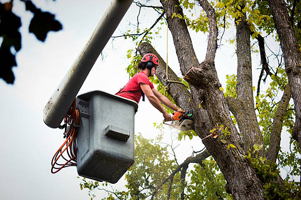 Best Fruit Tree Pruning  in Hedwig Village, TX